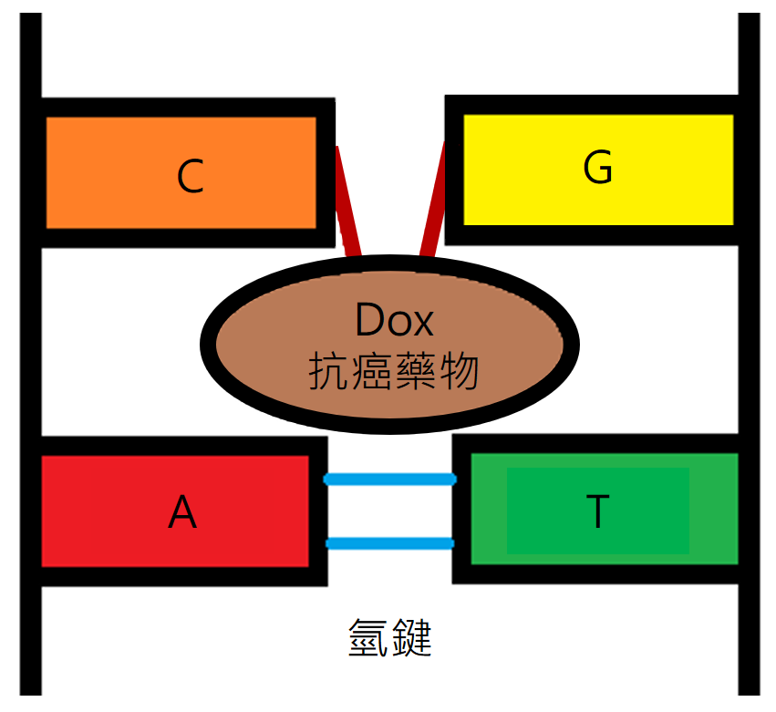 hpDNA與Dox裝載情形，可以想像成是飛碟的座位圖，Dox的大小剛好與座位大小相符。（圖／林泱蔚教授團隊提供）