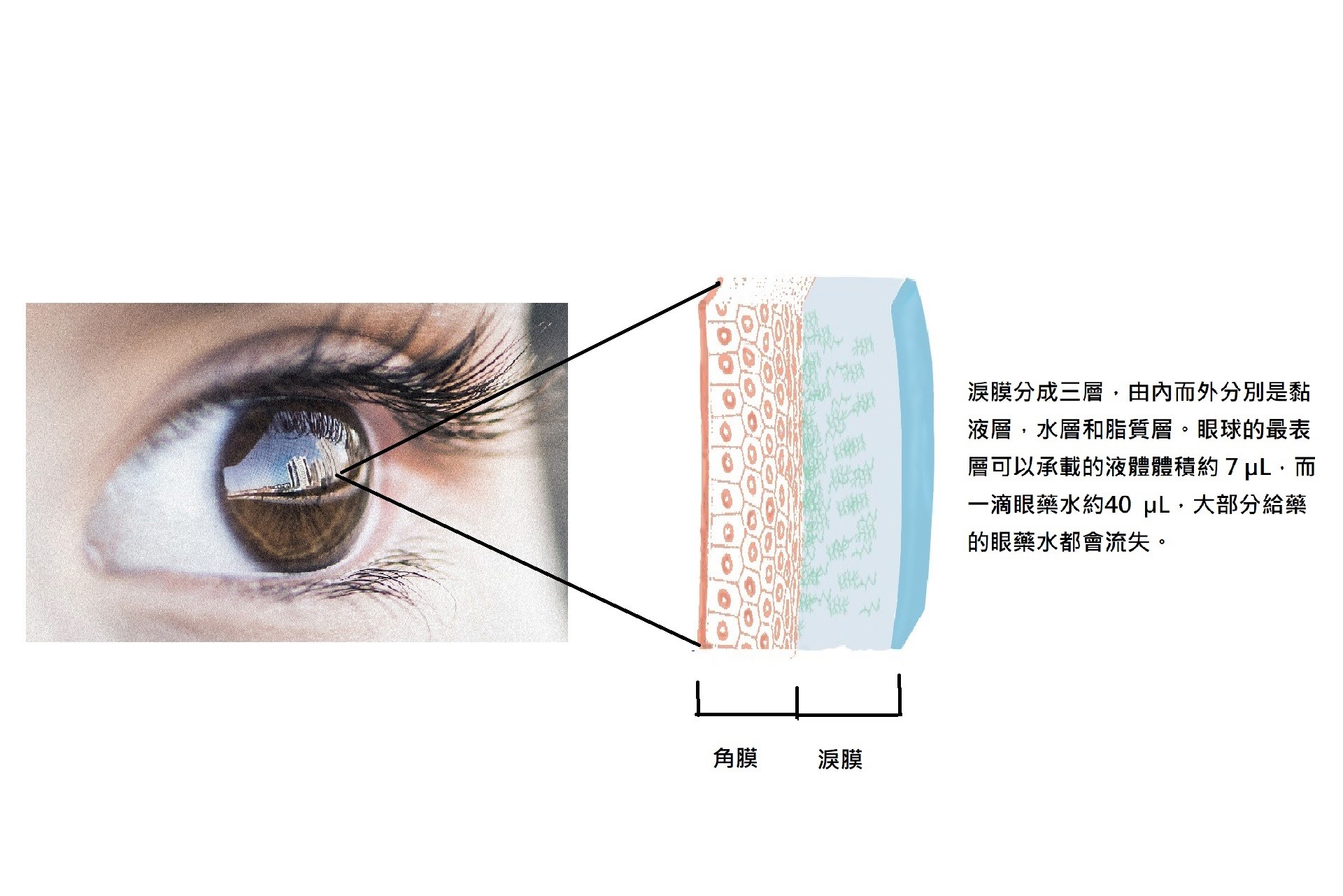 人眼分為角膜層和淚膜層，表層大約只有容納7 µL淚水的空間，因此眼藥水的治療效率極低。（圖／余建志教授提供）