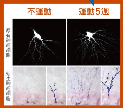 神經細胞是藉由樹根般的軸突傳遞訊息，經過5個星期運動訓練，大腦出現新生神經細胞，原有神經細胞的軸突分支也明顯增加，強化腦內訊息傳遞效率。（圖／郭余民提供）