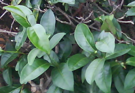 臺灣茶移植越南，一直到1994年引進金萱才成功克服蟲害。圖為金萱茶葉（台茶12號）。（圖／Ｗikipedia）