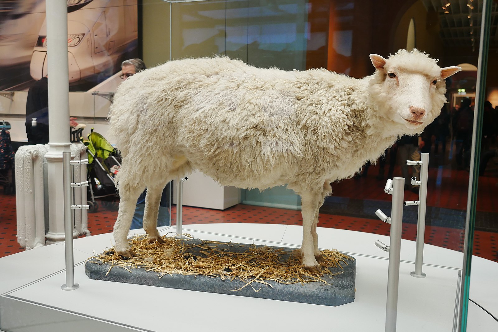 現存於蘇格蘭國立博物館的桃莉羊標本。（圖／Sgerbic提供，Wikipedia）