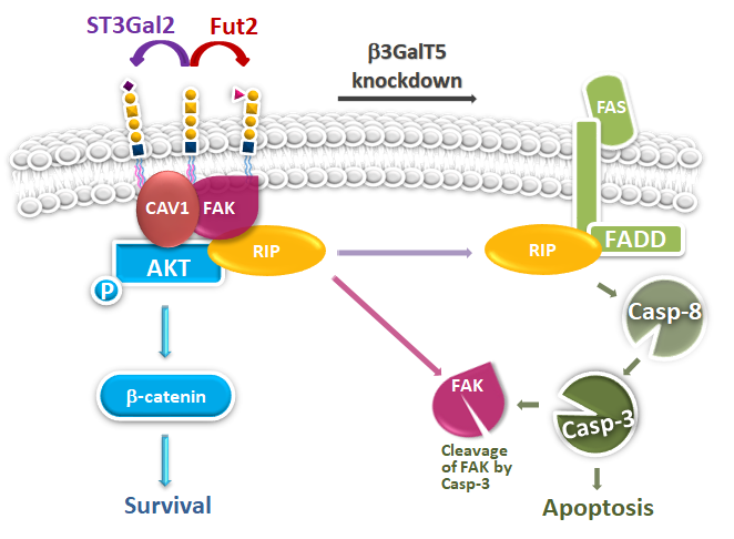 「Globo 系列」在細胞內的作用機制：阻斷「β-3-GalT5」的基因表現時，醣分子「SSEA4」、「Globo H」的表現量會下降，使得受體互動蛋白「RIP」從在細胞轉移過程中扮演重要角色的酪氨酸激酶「FAK」複合物中解離；分離出的「RIP」與Fas偶聯死亡區域蛋白「FADD」結合，便可活化調控細胞凋亡過程的胱天蛋白酶「Caspase–3」、「Caspase–8」，促進乳癌細胞凋亡。參與此過程的其他重要分子還包括岩藻醣轉移酶「FUT2」、唾液酸轉移酶「ST3GaL2」、內膜蛋白「CAV1」等。（圖／Po-Kai Chuanga等人）