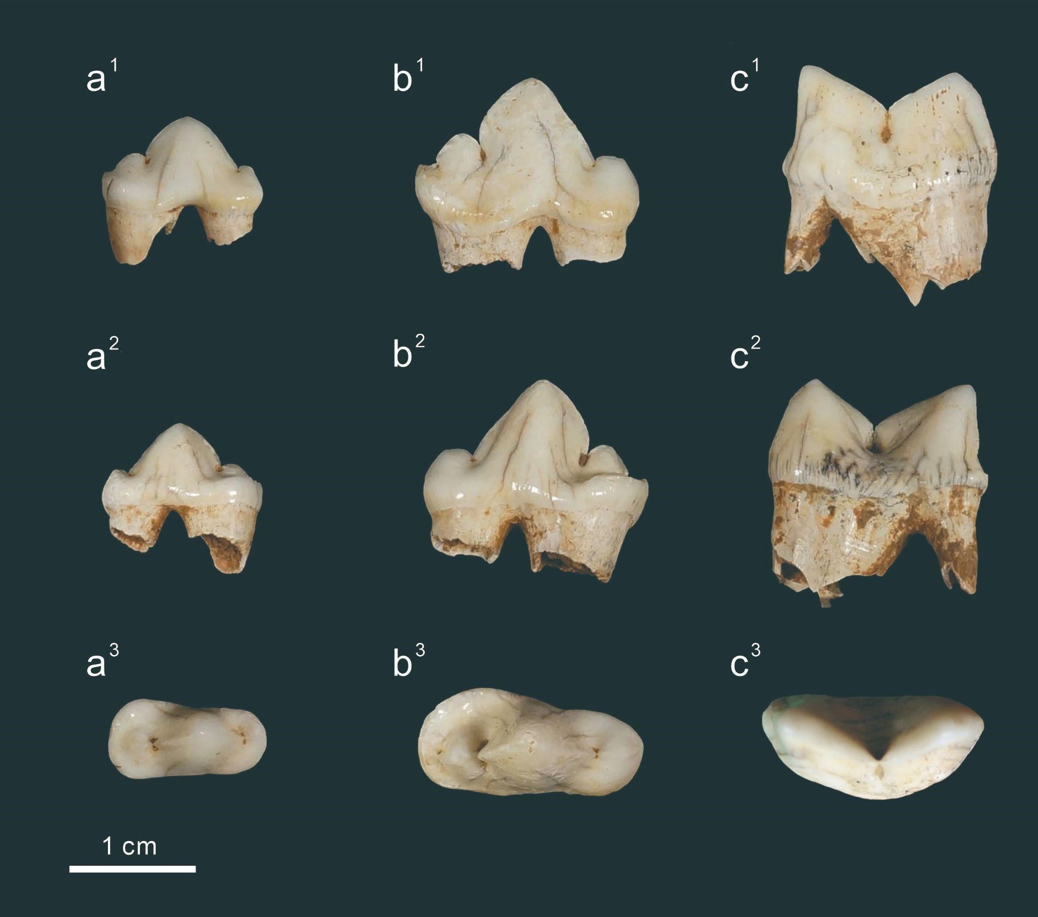 花豹牙齒化石