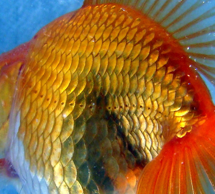 金魚的體側線