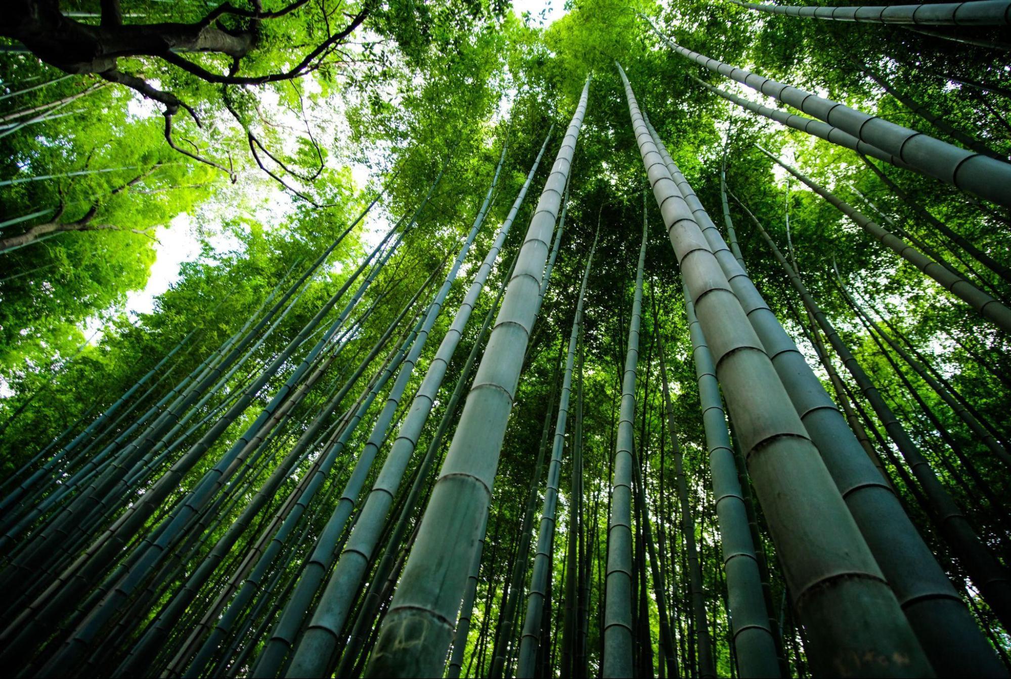 圖一： 臺灣各地常見的竹子適合發展自然碳匯，固碳量是樹木的 2-4 倍。（影像來源：unsplash）