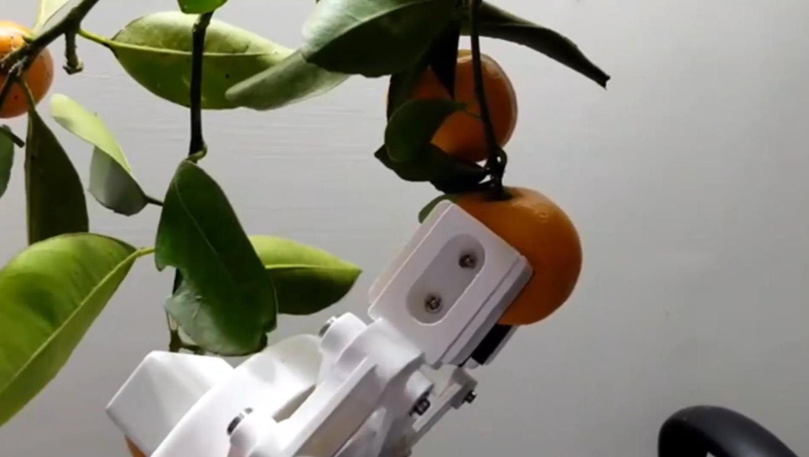 圖一： AI 在各種實地場景的潛力不斷突破，水果採摘機器人成為備受期待的一項應用。（影像來源：大葉大學電機工程學系黃登淵教授）