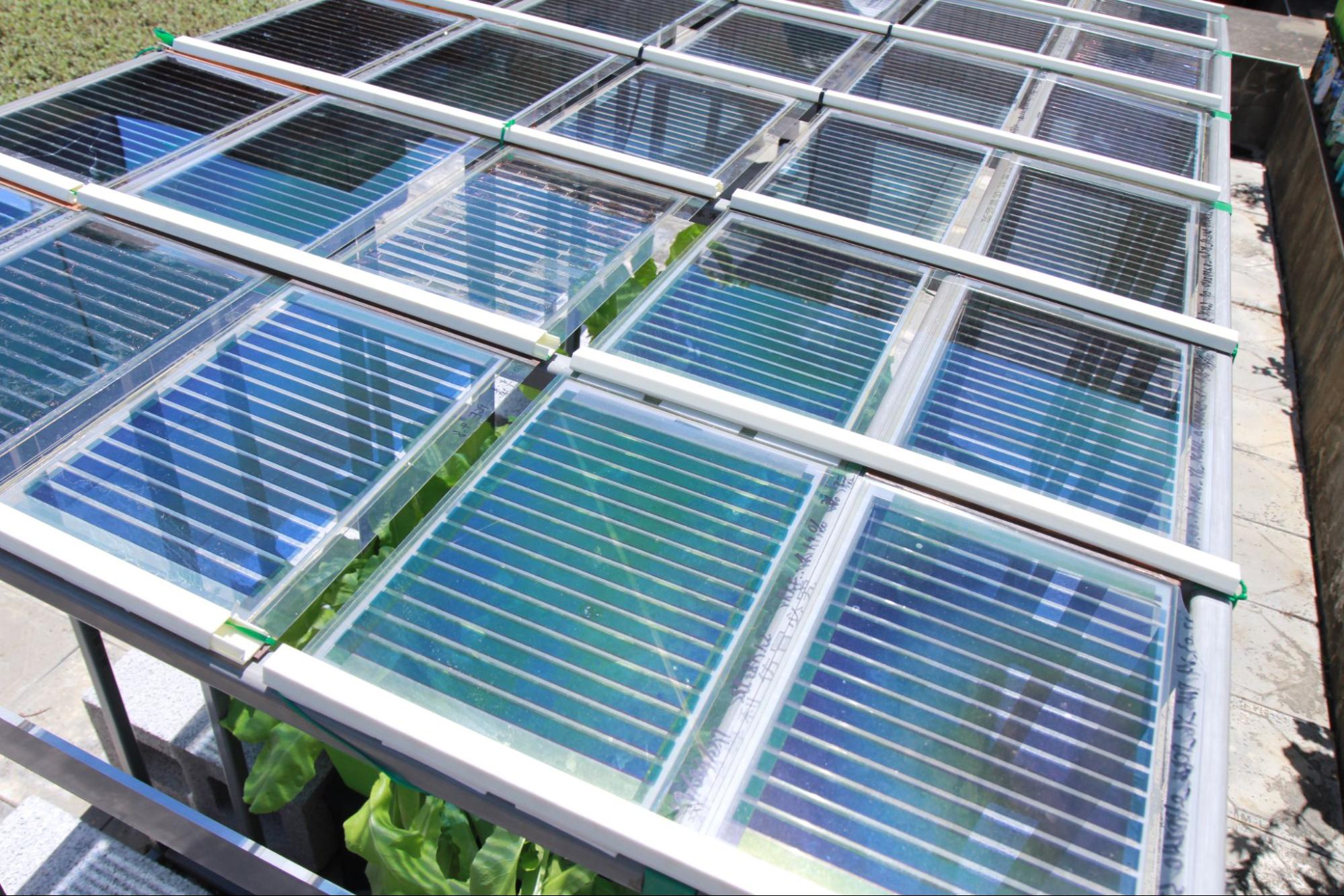 圖一：有機太陽光電裝置的誕生，可望解決矽晶太陽能板與植物爭搶陽光的狀況，達到與自然共榮的目標。 （影像來源：國立陽明交通大學物理研究所孟心飛教授）