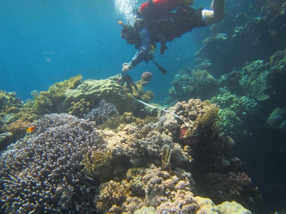 紅海珊瑚調查。