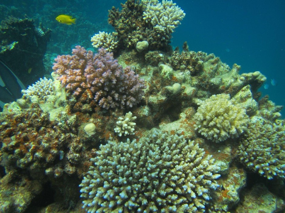 長在死珊瑚礁上的新珊瑚