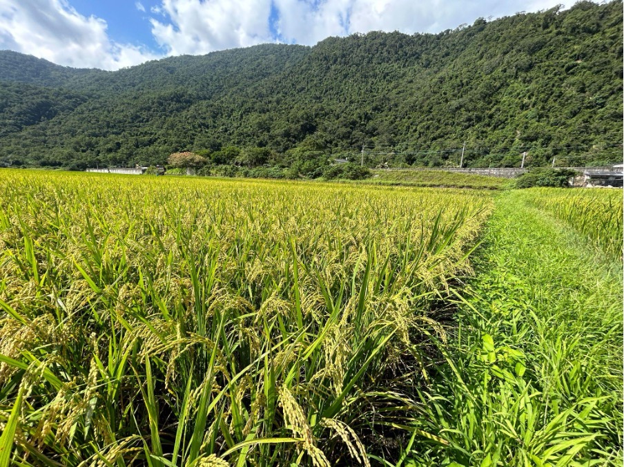 有機耕種的水稻田，田埂上多樣的植被，提供了多樣生物棲息地