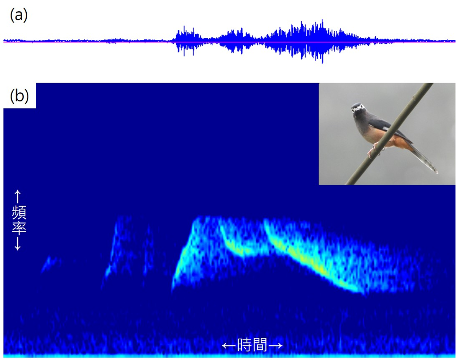 不同鳥類的鳴叫聲轉換成頻譜圖圖像