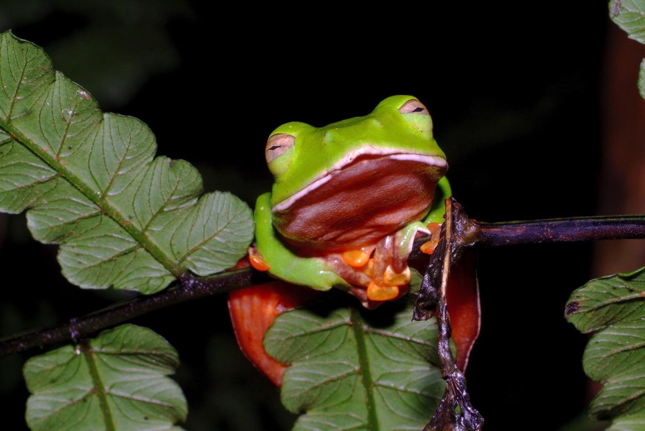 橙腹樹蛙擁有綠色瞬膜