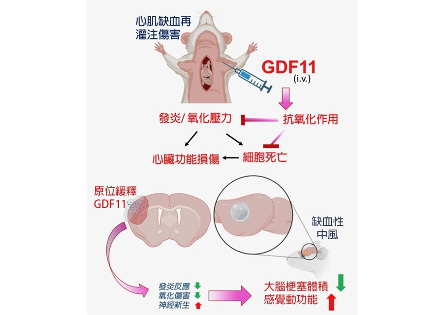 GDF11 透過抗氧化和抗發炎的作用保護心臟及大腦，對抗缺血再灌注傷害