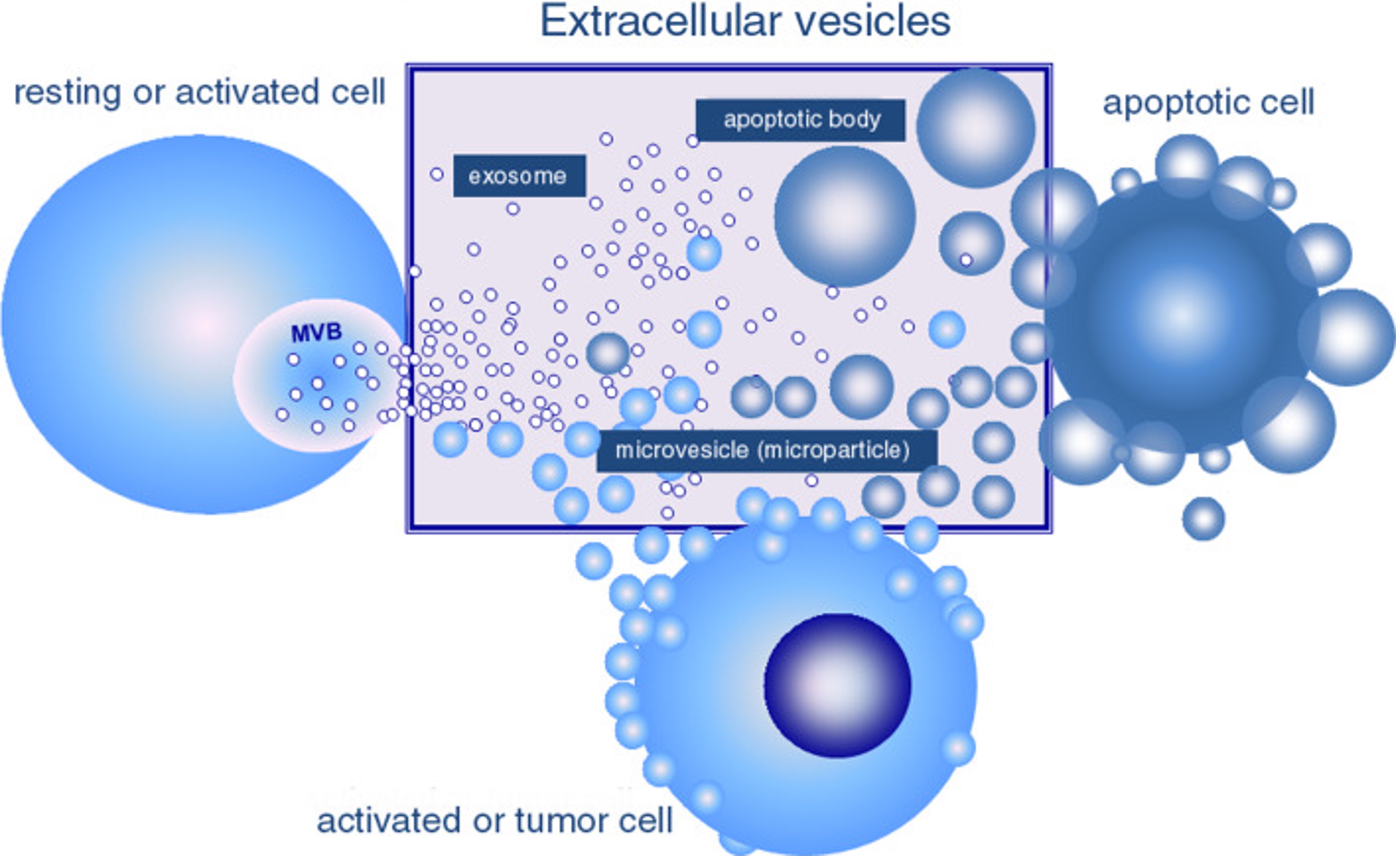 細胞外囊泡的示意圖