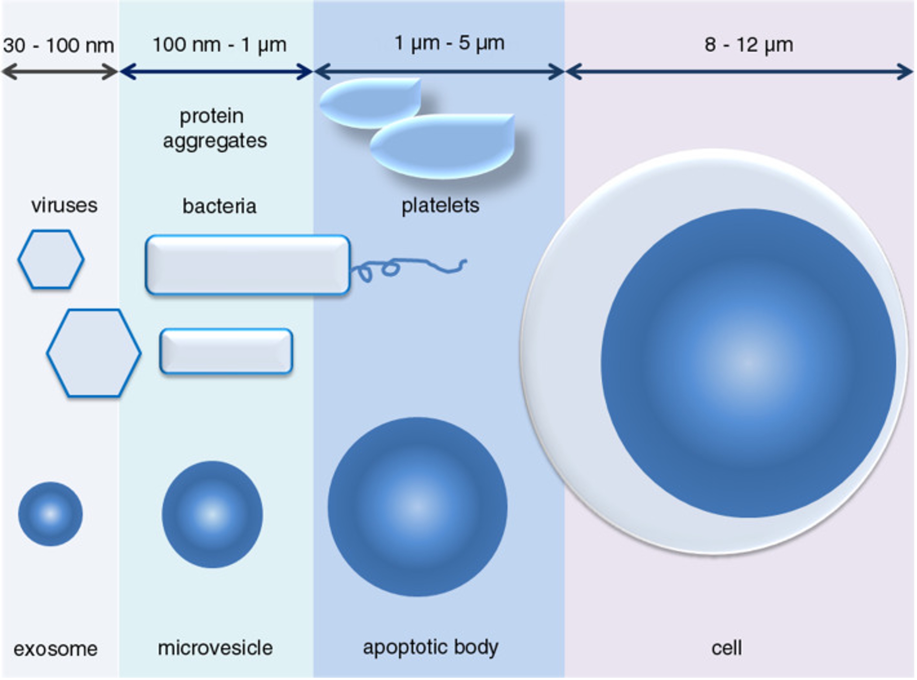 細胞外囊泡的尺寸範圍