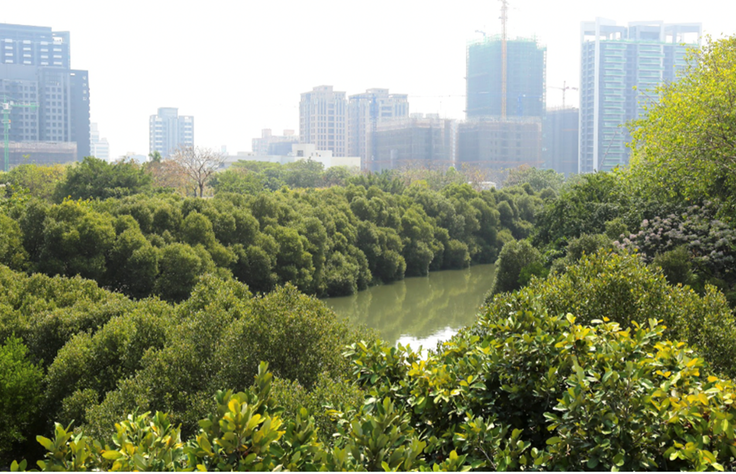 高雄中都濕地公園—— 2011 年復育有成的紅樹林。圖片來源：林幸助終身特聘教授提供