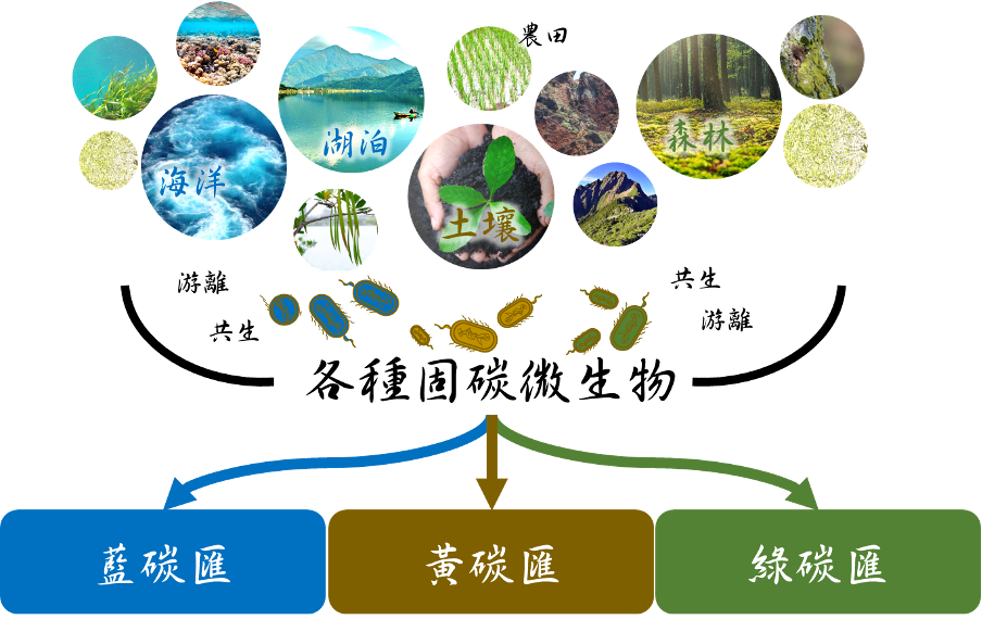 每個生物都需要「碳」養分，但不是所有生物都以攝取醣類當作「碳」養分。自營生物可將二氧化碳（無機碳）轉變為醣類或是生化反應的核心物質（例如乙醯輔酶A，acetyl-CoA）有機碳，如同把空氣游離的二氧化碳固定成養分一樣，所以稱為固碳。科學家經由分子演化、同位素數據、生化機制等研究推測，古老的生命（微生物）可能經由固碳作用獲取自身所需的碳養分。此外，經由地球從古到今的空氣比例、元素循環數據，固碳微生物改變了整個地球環境。 養分循環對於地球生物圈非常重要，就跟某住宅區的生活機能供給居民食衣住行一樣。我們需要了解其機制，好讓我們可以知道如何保護生物多樣性、知道養分循環正如何被破壞、以及未來如何應用。在自然界中有 6 種固「碳」作用，我們熟悉的光合作用中，卡爾文循環（Calvin cycle）只是其中一種。為什麼需要不同種類的固碳作用？這是因為地球生態環境非常多元，不同地區的氧氣濃度、元素濃度、光照強度都不同。因此有些固碳作用的酵素不需要光當作能量來源、有些可以在厭氧環境、有些可以使用不同金屬當作製造酵素的核心材料等等。 有非常多樣的微生物在地球各種不同環境將「碳」固定。因此科學家可以推測微生物從古到今是怎麼不斷演化與改變環境、我們如何運用不同種類的固碳酵素將已經破壞的「碳」循環修復、如何運用微生物改變火星環境讓人類居住⋯⋯其重要性高，應用非常之廣。 碳匯可分為藍碳（海洋）、綠碳（森林）與黃碳（土壤）。藍碳匯的關鍵就是微生物，像藍綠菌可以自己固碳，或是與藻類、海洋動物共生固碳；在森林綠碳匯中，與地衣共生的固碳微生物、土壤的固碳微生物都是間接或直接幫助綠碳的幕後推手。研究藍碳與綠碳主要的目的，就是我們不希望它們被破壞而導致儲存的碳被釋放（像是森林砍伐或是棲地被破壞等）。 另一方面，土壤碳匯是常被忽略的重點，卻是孕育現今生物多樣性最大的推手。由於糧食生產與人類活動，我們必須不斷擾動土壤，就會使黃碳不穩定。如何維持糧食產量，同時增加土壤碳匯，是黃碳研究的困難之一。土壤有複雜的化學、物理、生物特性，因此科學家用不同研究方法探討黃碳形成機制，其中固碳微生物就是形成黃碳的原因之一。土壤中有可能同時蘊藏 6 種具有固碳酵素（只是比例與位置不同）的微生物族群。近期實驗指出，黃碳可以藉由土壤中固碳微生物產生，而且產生的是穩定的土壤碳匯，不會輕易被釋放出去；深土層的異營菌分解石化污染物所產生的二氧化碳，也有對應的固碳微生物，能進一步將「碳」固定下來。平時我們腳底下的土壤就有許多微生物默默為地球碳循環作出貢獻