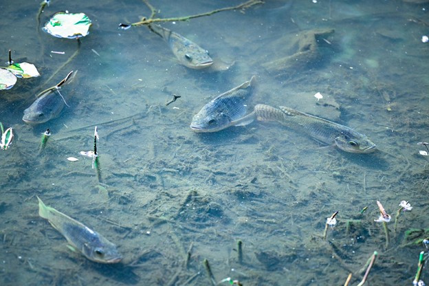 生活於淺水域的魚類，扮演著連結初級生產者與高階掠食者的角色。牠們的攝食行為與分佈變化，是科學家觀察海洋環境變動、建構食物網模型的關鍵依據
