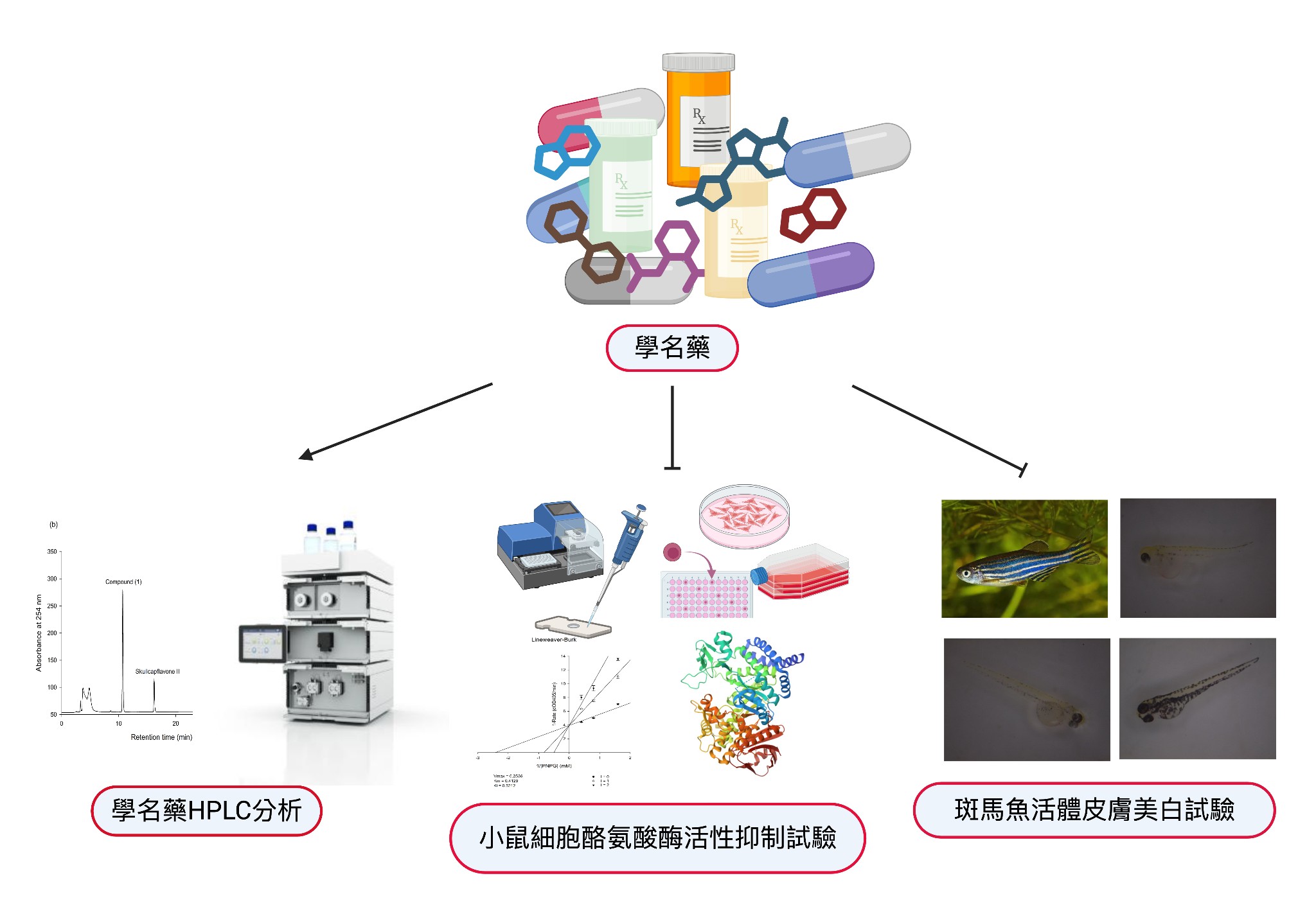 研究團隊採取「舊藥新用」研發策略找出新美白藥效成分。