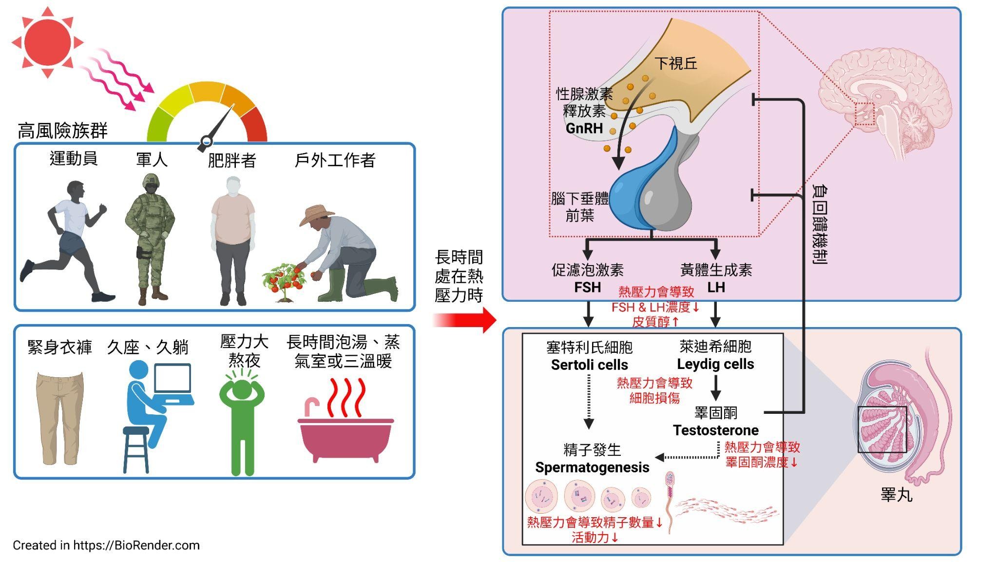 長時間處於熱壓環境，會影響睪丸的「天然冷氣系統」與賀爾蒙調控軸，導致精子數量與活動力下降，甚至睪固酮濃度降低
