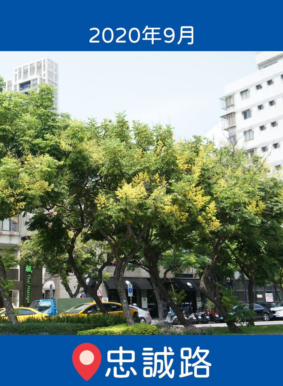 台灣欒樹
