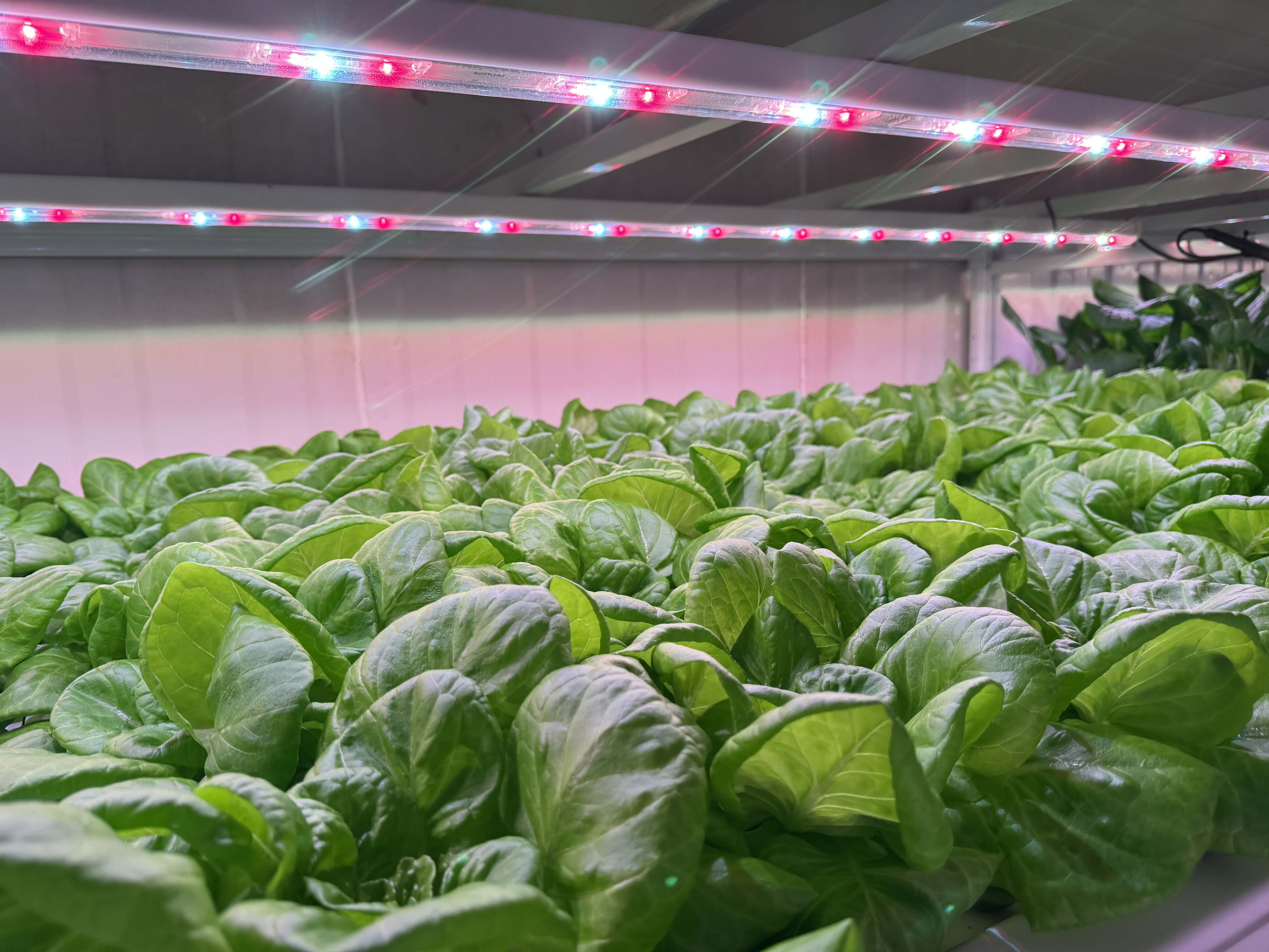 屏科大植物工廠蔬菜生產模組
