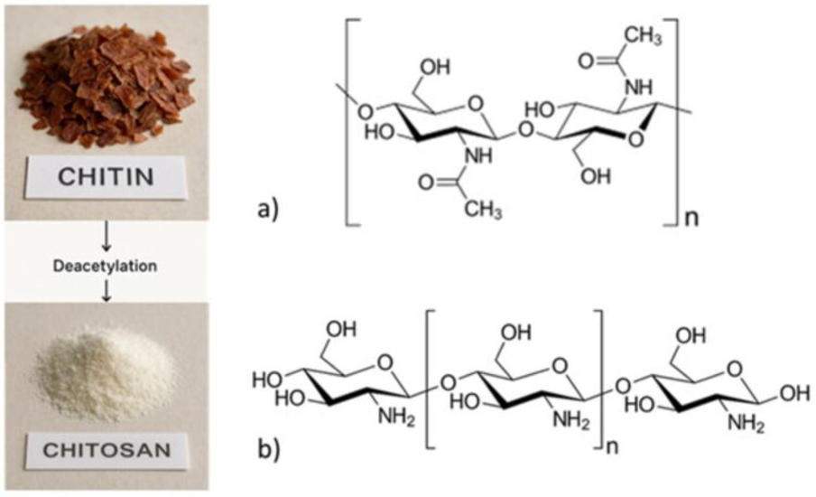 幾丁質（Chitin）與幾丁聚醣（Chitosan）分子結構