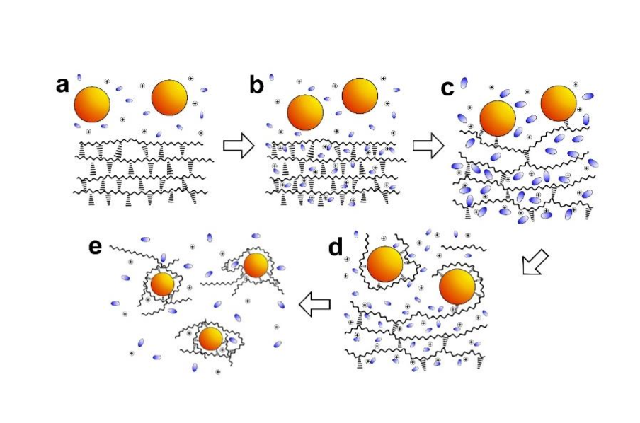 幾丁質溶解過程示意圖