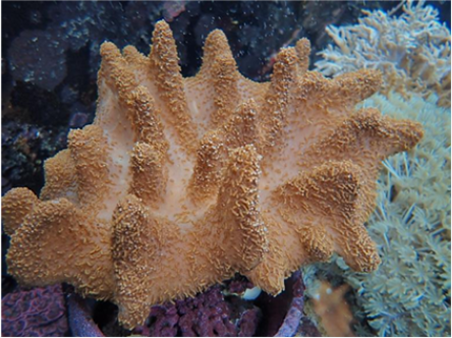 粗皮扁軟珊瑚