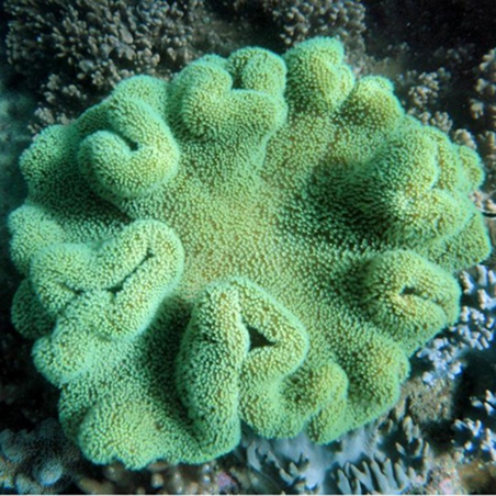 褐皮軟珊瑚