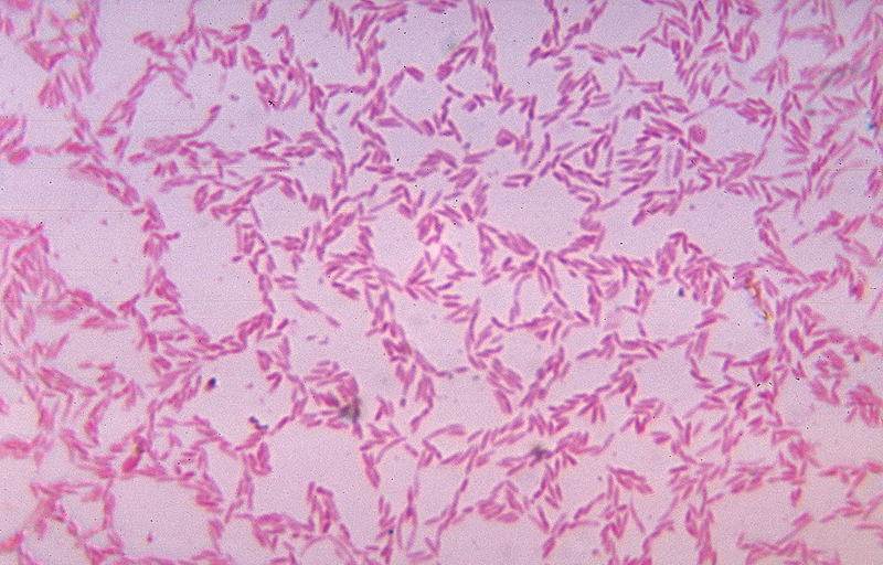 腸道內的厚壁菌門菌種