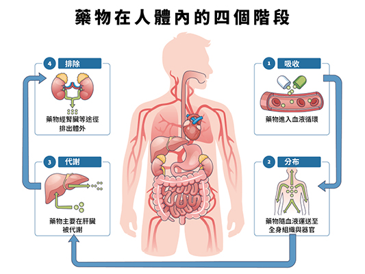 藥物進入人體後,會依序經歷吸收、分布、代謝與排除四個階段,每個環節都可能受到個人基因差異影響,進而改變藥效與副作用。(圖片提供:Shutterstock)