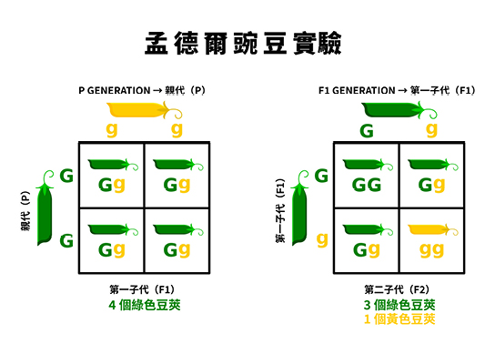孟德爾透過豌豆雜交實驗歸納出性狀遺傳的基本規律,奠定了古典遺傳學的基礎,並間接影響後來基因研究、基因體定序與精準醫療的發展。(圖片提供:Shutterstock)