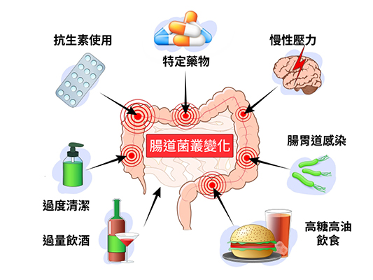 飲食、藥物、壓力、感染及生活習慣,都可能影響腸道菌叢組成;由於腸道菌更新速度快,菌相甚至可能在短短數天內出現明顯變化。(圖片提供:Shutterstock)