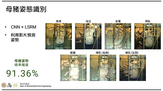 透過機器視覺與深度學習,系統能辨識母豬的姿態,量化進食、站立與哺乳時間,協助豬農及早發現健康異常。(圖片提供:臺灣大學生物機電工程學系郭彥甫教授)