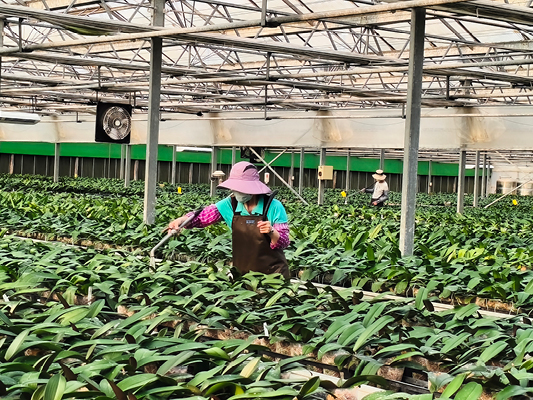 過去，農民依靠經驗，觀察土壤濕度、氣溫與作物狀態，判斷什麼時候澆水、一次澆多少，如今智慧農業將老農經驗轉換，讓灌溉更精準。（圖片提供：農業部桃園區農業改良場賴信忠科長）