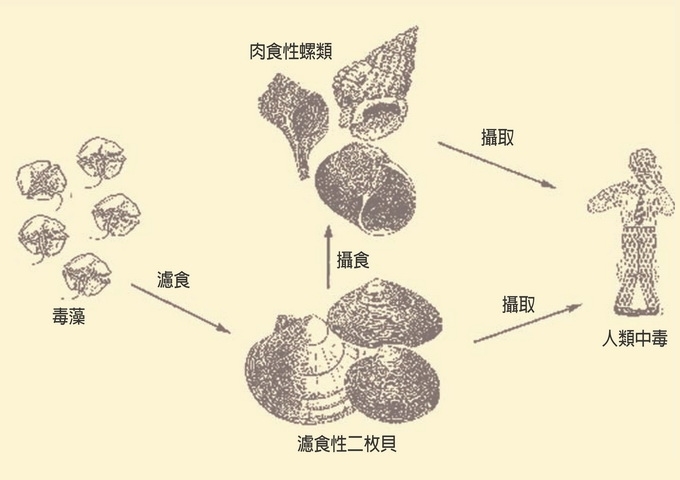河魨毒及麻痺性貝毒 麻痺性貝毒的分布及來源 最新文章 科技大觀園