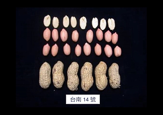 在台灣落地生根的植物 上開花下結果 落花生 最新文章 科技大觀園