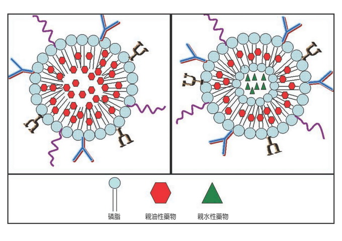 奈米科技與生物醫學 神奇的奈米煉丹術 最新文章 科技大觀園
