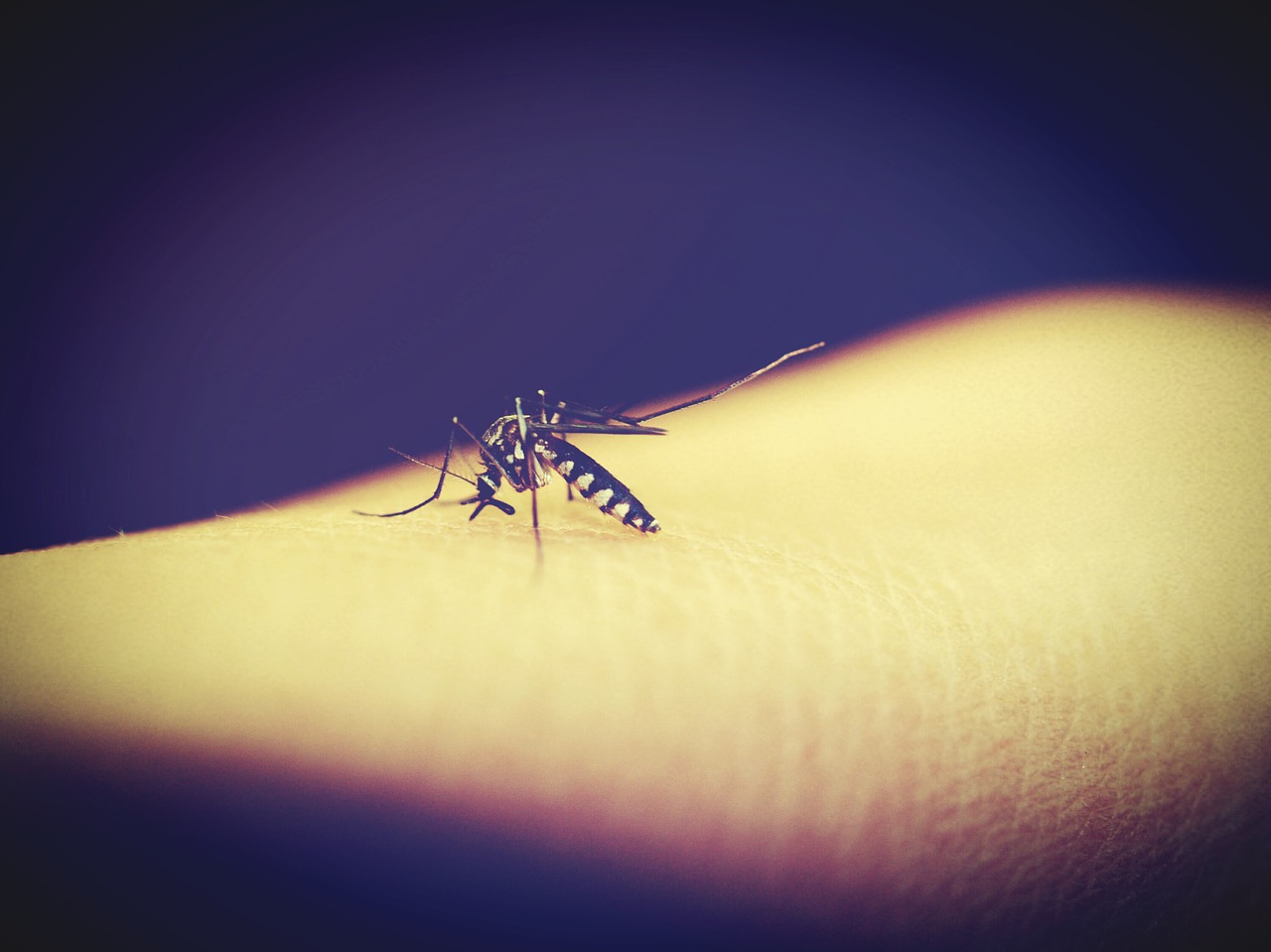 死んだ蚊 写真素材 [ 6345126 ] - フォトライブラリー photolibrary