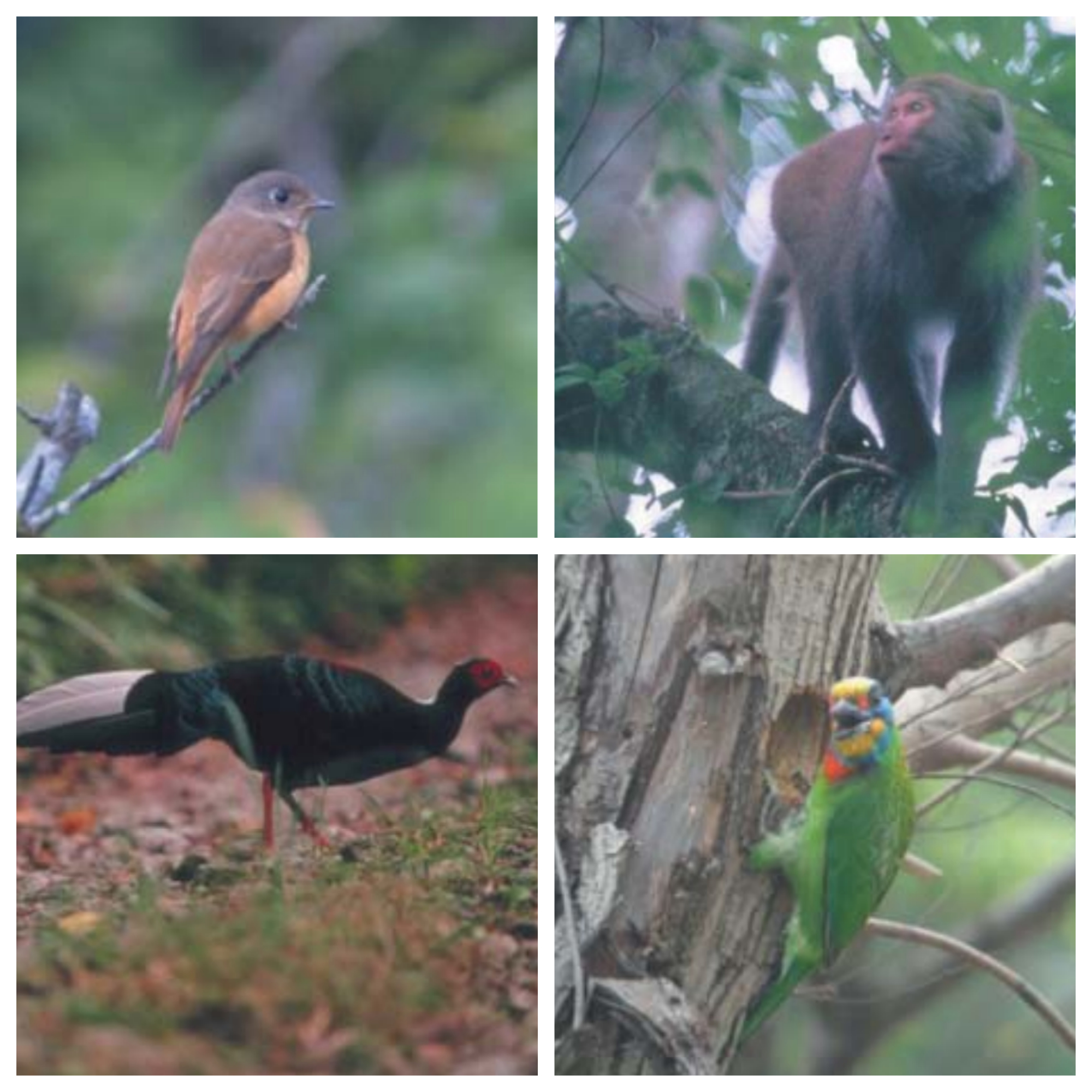 熱帶雨林 科技大觀園