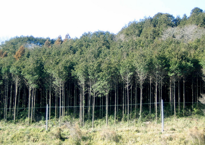 認識森林 大自然的空調系統 人造森林 最新文章 科技大觀園