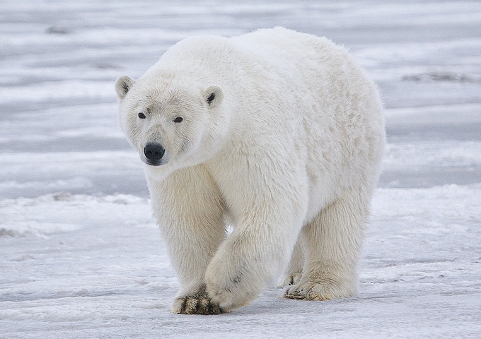 北極熊在陸地上的食性 最新文章 科技大觀園