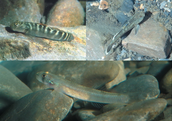 溪流河川：臺灣的淡水魚類| - 科技大觀園