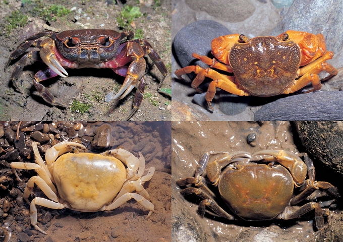 溪流河川 臺灣溪流中的蝦兵蟹將 最新文章 科技大觀園