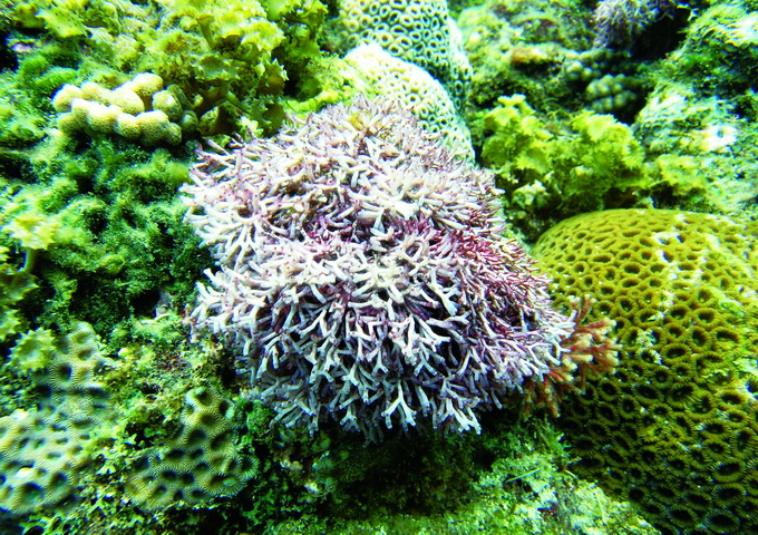 珊瑚礁魚毒 最新文章 科技大觀園