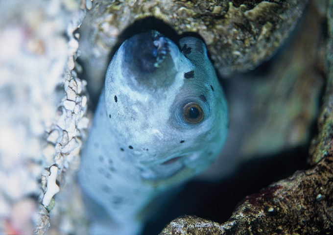 海洋生物多樣性 草食性魚類對珊瑚礁保育的功能 最新文章 科技大觀園