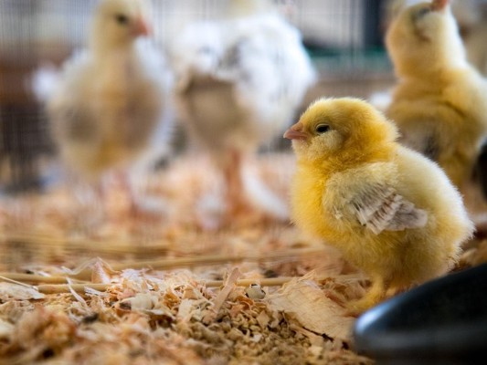克服家禽基因轉殖技術難關，生醫農場大進展