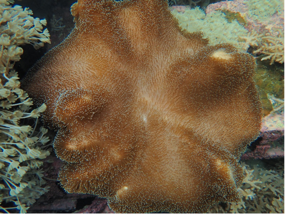 珊瑚體內的秘密武器：裡面藏了多少藥用寶藏？