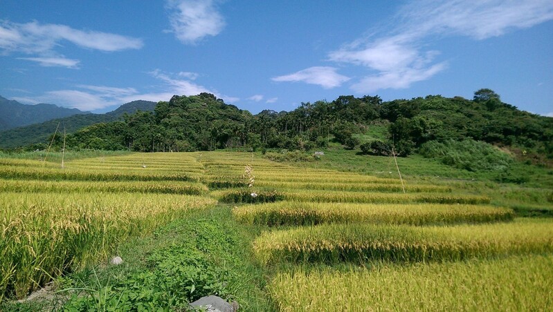 氣候變遷與地緣政治危及臺灣糧食安全？專訪臺大盧虎生院長